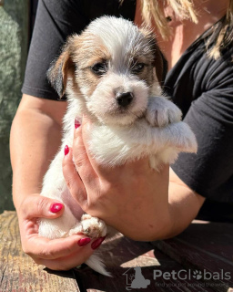 Zdjęcie №1. jack russell terrier - na sprzedaż w Belgrad | negocjowane | Zapowiedź №119731