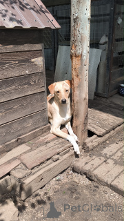 Zdjęcie №2 do zapowiedźy № 148956 na sprzedaż  pies nierasowy - wkupić się Federacja Rosyjska prywatne ogłoszenie