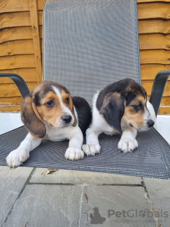 Dodatkowe zdjęcia: rodowodowe szczenięta rasy beagle