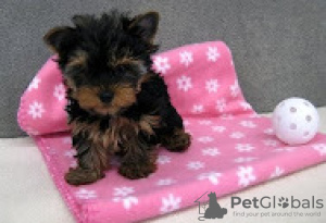 Zdjęcie №1. yorkshire terrier - na sprzedaż w Helsinki | 1046zł | Zapowiedź №117144