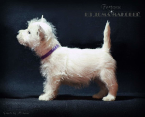 Zdjęcie №2 do zapowiedźy № 1632 na sprzedaż  west highland white terrier - wkupić się Mołdawia od żłobka