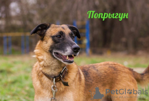 Zdjęcie №1. pies nierasowy - na sprzedaż w Москва | Bezpłatny | Zapowiedź №17920