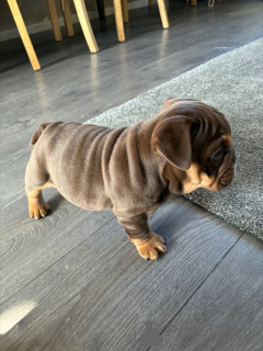 Zdjęcie №1. buldog angielski - na sprzedaż w Bruksela | 1435zł | Zapowiedź №167817