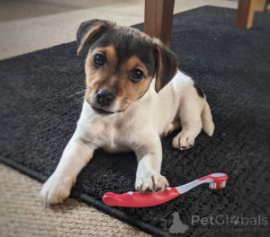 Zdjęcie №1. jack russell terrier - na sprzedaż w REFELD | 2153zł | Zapowiedź №169447
