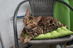 Zdjęcie №1. kot bengalski - na sprzedaż w Norymberga | 2985zł | Zapowiedź № 3337