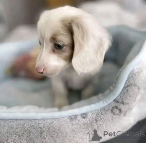 Zdjęcie №2 do zapowiedźy № 164546 na sprzedaż  jamnik - wkupić się Finlandia prywatne ogłoszenie, ze schronu