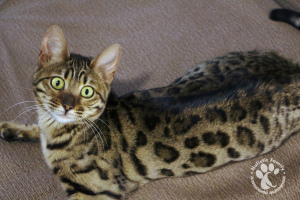 Zdjęcie №3. Piękno bengalskie za nominalną sumę. Federacja Rosyjska