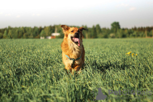 Zdjęcie №2 do zapowiedźy № 18309 na sprzedaż  pies nierasowy - wkupić się Federacja Rosyjska prywatne ogłoszenie