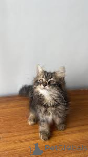 Zdjęcie №3. Himalaya-Kätzchen zu verkaufen. Finlandia