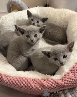 Zdjęcie №1. rosyjski niebieski - na sprzedaż w Ludwigshafen | 1674zł | Zapowiedź № 151259