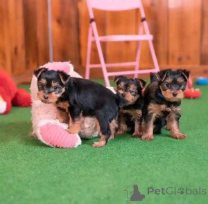 Zdjęcie №2 do zapowiedźy № 172071 na sprzedaż  yorkshire terrier - wkupić się Niemcy hodowca