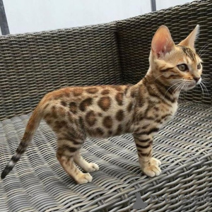 Zdjęcie №3. Do sprzedania koty bengalskie, samce i samice. Albania