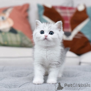 Zdjęcie №3. mały Scottish Fold gotowy roztopić serca Te duże, okrągłe oczy mówią wszystko!. Włochy