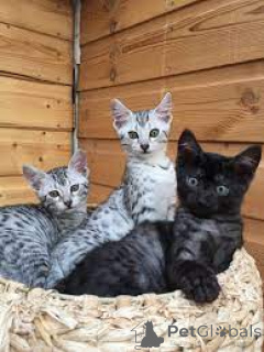 Zdjęcie №1. kot egipski mau - na sprzedaż w Tampere | 3348zł | Zapowiedź № 161514