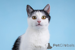 Zdjęcie №4. Sprzedam  w Chimki. ze schronu - cena - Bezpłatny