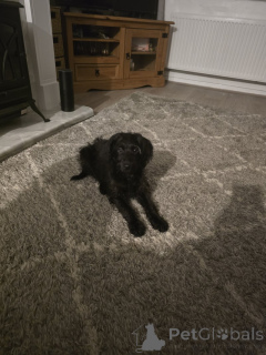 Zdjęcie №1. labrador retriever - na sprzedaż w Ath | 1913zł | Zapowiedź №157790