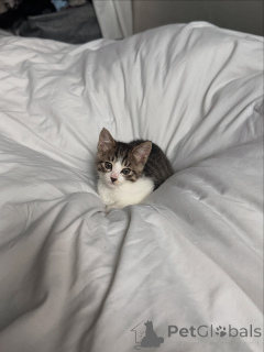 Zdjęcie №3. Śliczne i urocze kocięta domowe dostępne w sprzedaży. Finlandia