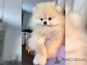 Zdjęcie №3. Dwarfspitz Pomeranian Slospies. Niemcy