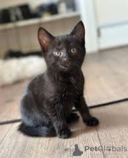 Zdjęcie №3. Chatons Bombay dostępne à la vente.. Belgia