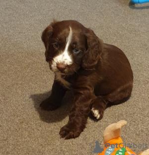 Zdjęcie №2 do zapowiedźy № 132183 na sprzedaż   - wkupić się Szwajcaria 