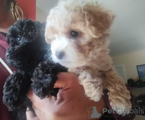 Zdjęcie №2 do zapowiedźy № 150142 na sprzedaż  maltipu - wkupić się Niemcy prywatne ogłoszenie, hodowca