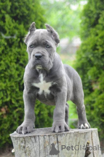 Zdjęcie №2 do zapowiedźy № 168823 na sprzedaż  cane corso - wkupić się Serbia 
