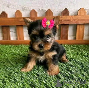 Zdjęcie №2 do zapowiedźy № 123113 na sprzedaż  yorkshire terrier - wkupić się USA 