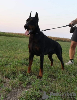 Dodatkowe zdjęcia: Doberman NAJLEPSZE szczenięta