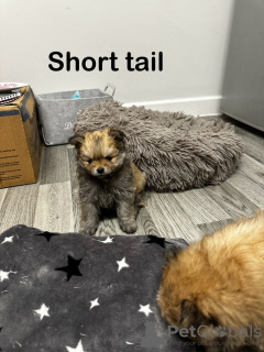 Zdjęcie №4. Sprzedam szpic miniaturowy w Texas City.  - cena - 8371zł