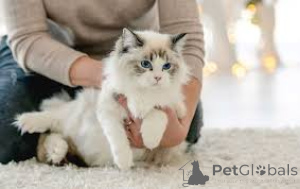 Zdjęcie №1. ragdoll - na sprzedaż w Kleinmachnow | negocjowane | Zapowiedź № 136759