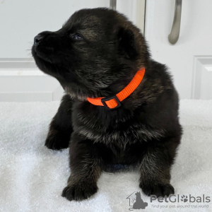 Zdjęcie №4. Sprzedam owczarek niemiecki w Cali. prywatne ogłoszenie - cena - 792zł