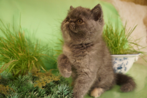 Dodatkowe zdjęcia: Hodowla kotów perskich i egzotycznych