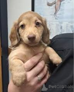 Zdjęcie №2 do zapowiedźy № 165981 na sprzedaż  jamnik - wkupić się Portugalia prywatne ogłoszenie, hodowca