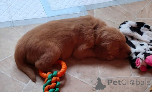 Zdjęcie №1. golden retriever - na sprzedaż w Nowy Jork | 2317zł | Zapowiedź №159522