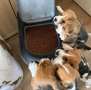 Zdjęcie №1.  - na sprzedaż w Barsena de Sisero | Bezpłatny | Zapowiedź №163496