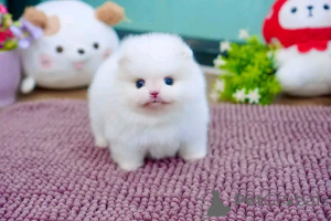 Zdjęcie №1. szpic miniaturowy - na sprzedaż w Aschaffenburg | negocjowane | Zapowiedź №160057