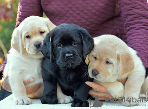 Zdjęcie №3. Mam do sprzedania śliczne szczenięta labradora retrievera. Niemcy