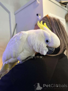 Zdjęcie №1.  - na sprzedaż w Salzburg | Bezpłatny | Zapowiedź №162294