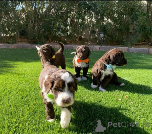 Zdjęcie №1. portugalski pies dowodny - na sprzedaż w Paryż | 3348zł | Zapowiedź №160973