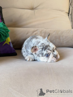 Zdjęcie №3. D'adorables chiots Bouledogues français cherchent un foyer aimant !. Francja