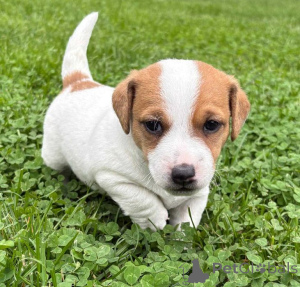 Zdjęcie №2 do zapowiedźy № 157579 na sprzedaż  jack russell terrier - wkupić się Niemcy prywatne ogłoszenie