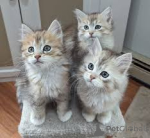 Zdjęcie №1. kot norweski leśny - na sprzedaż w Helsinki | 3348zł | Zapowiedź № 164656