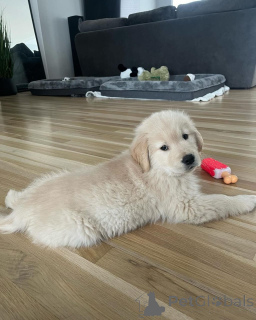 Zdjęcie №1. golden retriever - na sprzedaż w Берлинген | negocjowane | Zapowiedź №140717