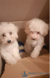 Zdjęcie №2 do zapowiedźy № 71528 na sprzedaż  pudel (zabawka) - wkupić się Serbia hodowca