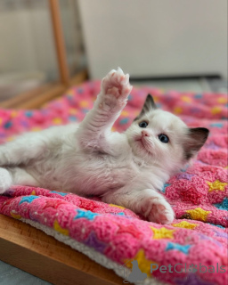 Zdjęcie №2 do zapowiedźy № 158062 na sprzedaż  ragdoll - wkupić się Niemcy hodowca