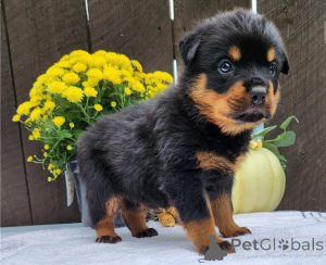Zdjęcie №1. rottweiler - na sprzedaż w Berlin | Bezpłatny | Zapowiedź №155032