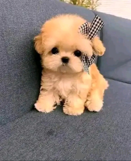 Zdjęcie №2 do zapowiedźy № 151119 na sprzedaż   - wkupić się Belgia prywatne ogłoszenie, od żłobka