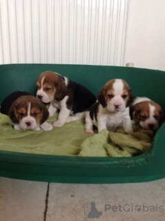Zdjęcie №1. beagle (rasa psa) - na sprzedaż w Brutten | 2317zł | Zapowiedź №171193