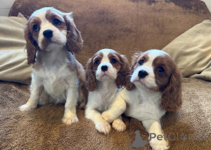 Zdjęcie №1. cavalier king charles spaniel - na sprzedaż w Bottrop | 1674zł | Zapowiedź №178859