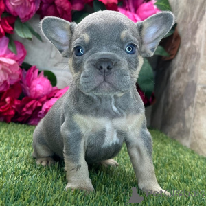 Zdjęcie №3. Sherlock Buldog Francuski Samiec 8 tygodni Gotowy do domu. USA
